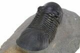 Paralejurus Trilobite Fossil - Atchana, Morocco #312799-4